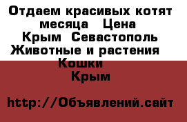 Отдаем красивых котят. 1,5 месяца › Цена ­ 1 - Крым, Севастополь Животные и растения » Кошки   . Крым